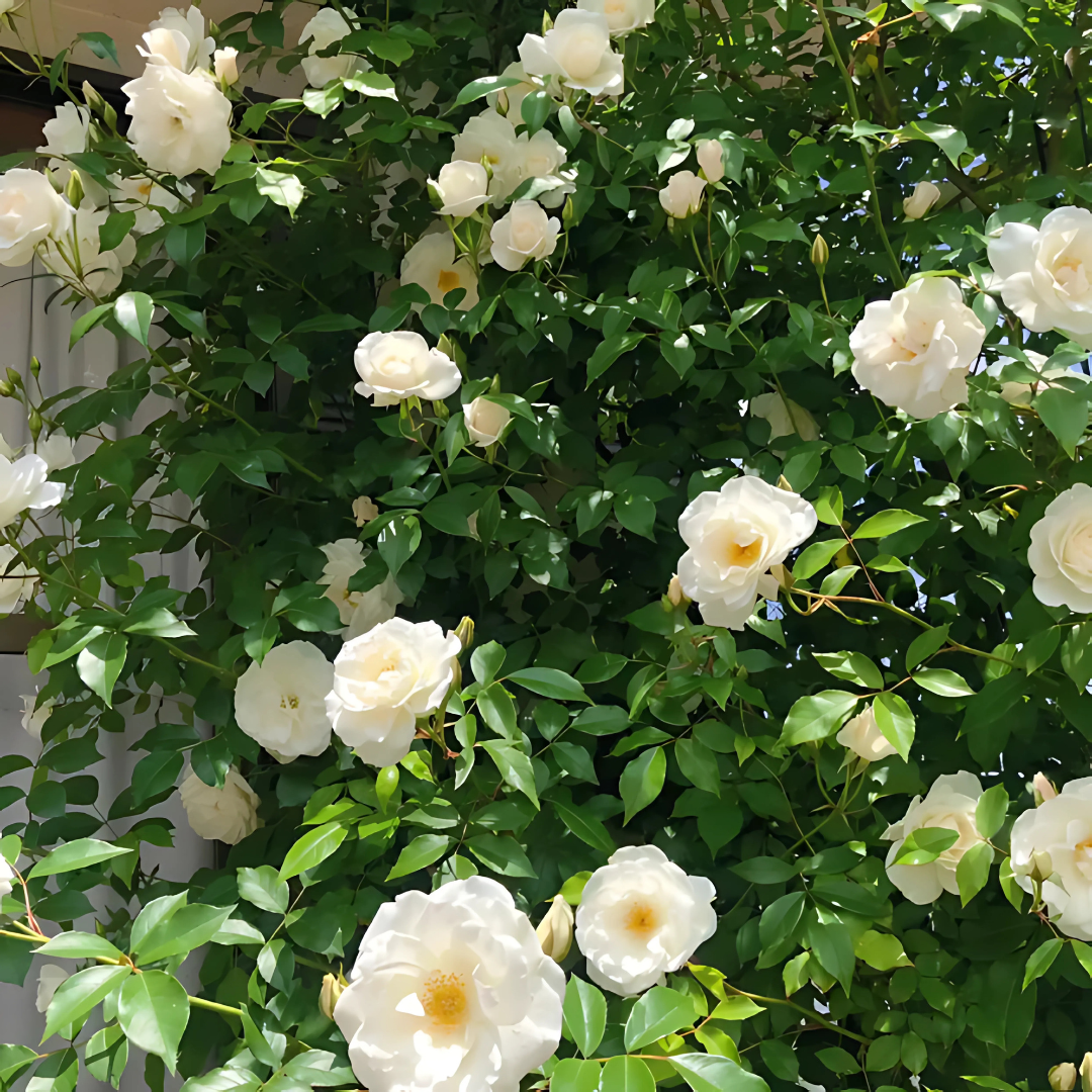 🌹 Elegant Climbing Rose Flower Seeds- 9 Rare and Breathtaking Colors Seeds(IMPORTED)