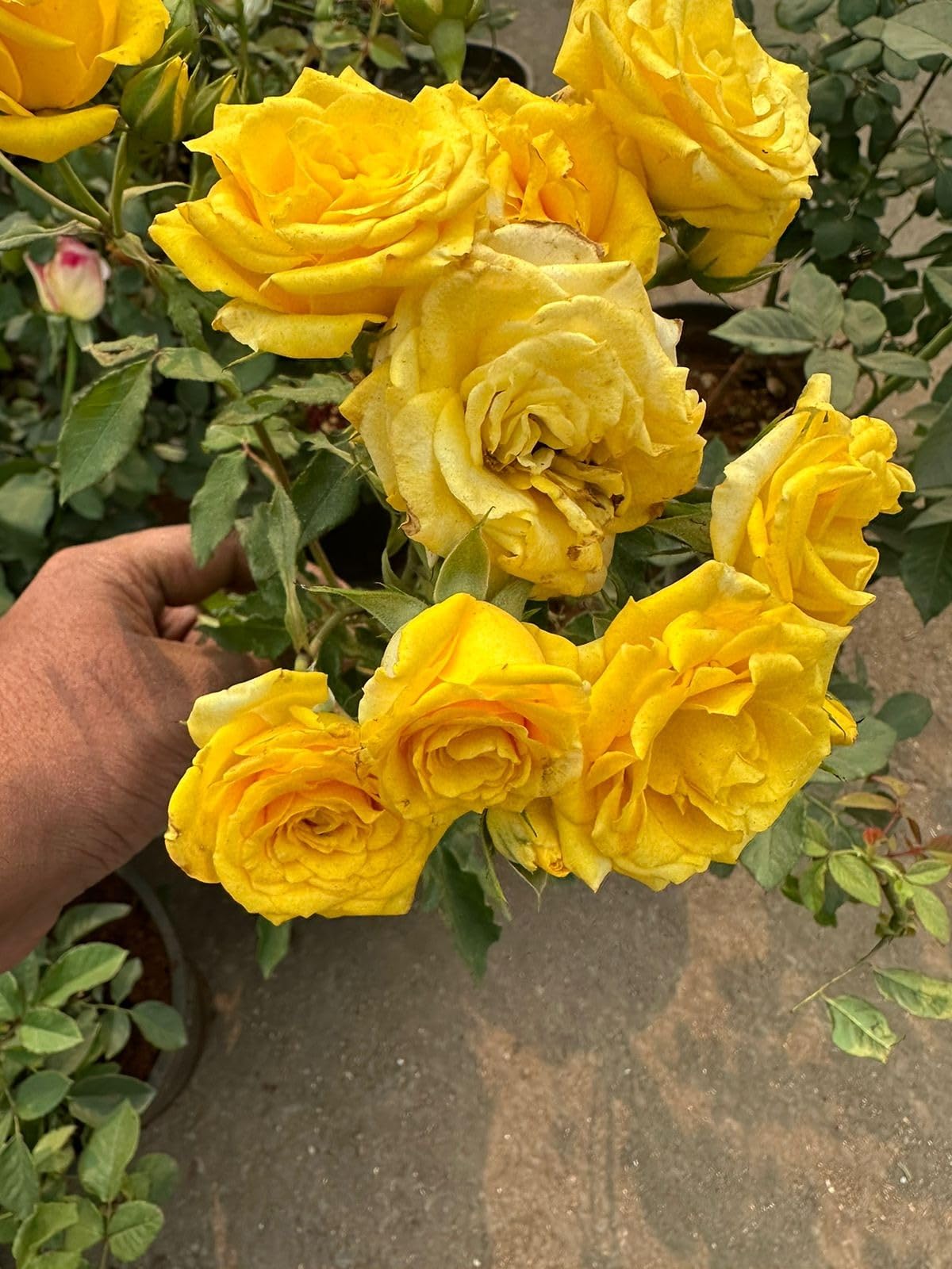 🌹 Elegant Climbing Rose Flower Seeds- 9 Rare and Breathtaking Colors Seeds(IMPORTED)
