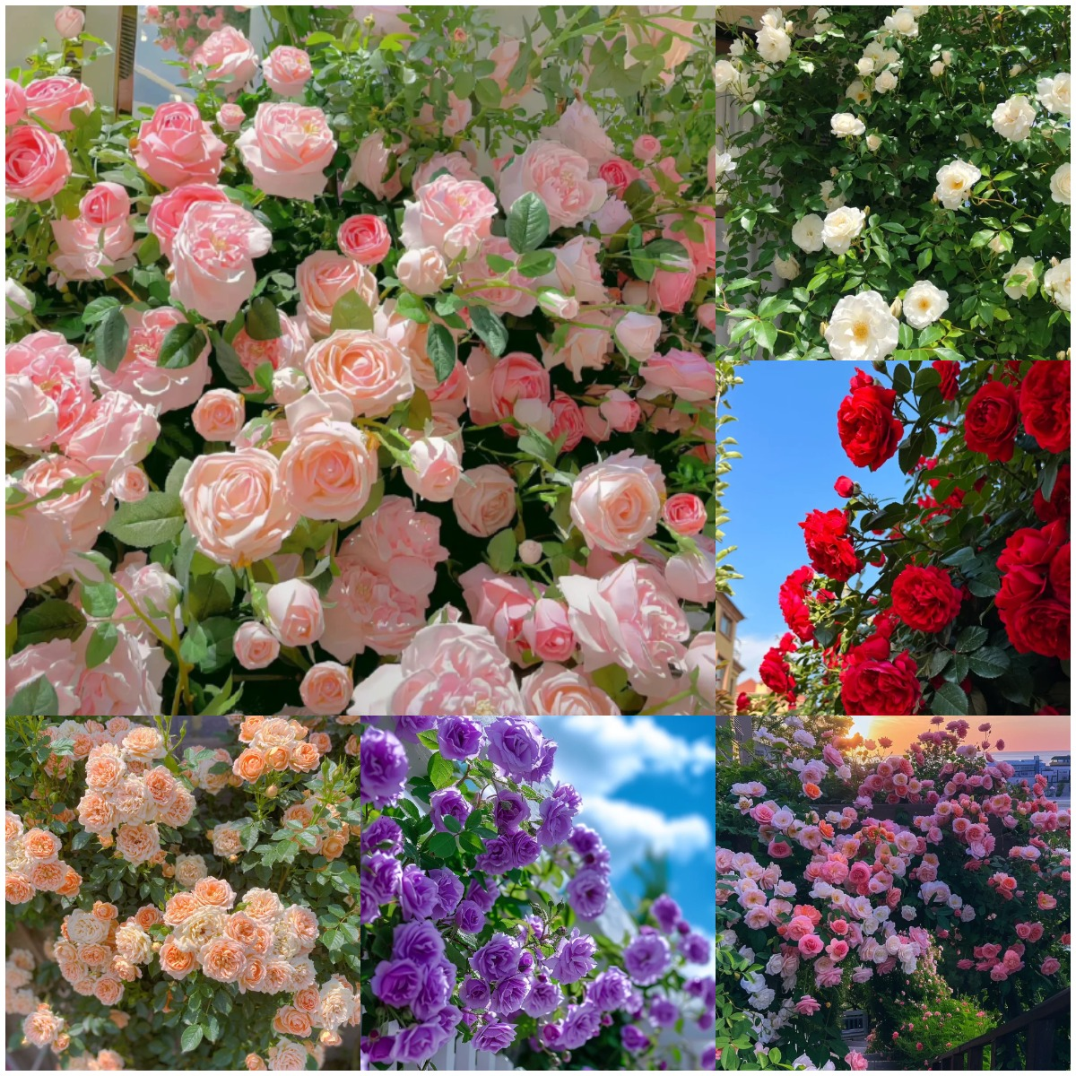 🌹 Elegant Climbing Rose Flower Seeds- 9 Rare and Breathtaking Colors Seeds(IMPORTED)