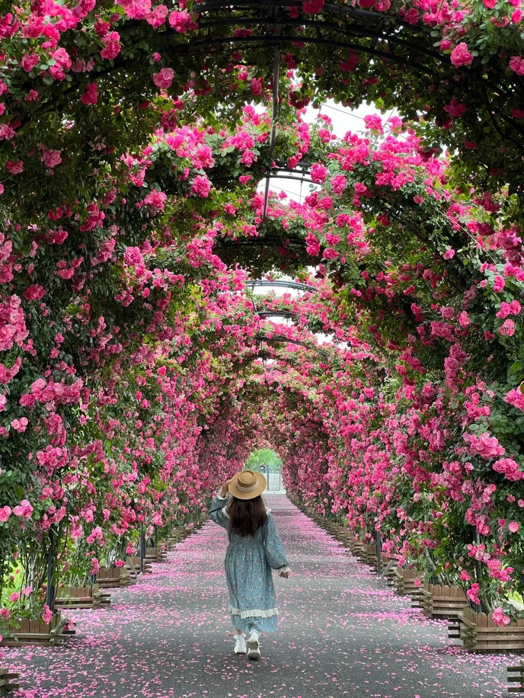 🌹 Elegant Climbing Rose Flower Seeds- 9 Rare and Breathtaking Colors Seeds(IMPORTED)
